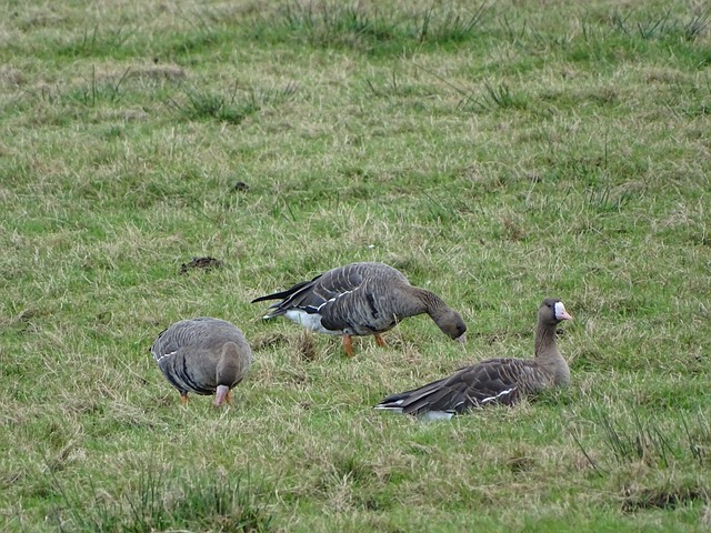 单场7记三分都无法拯救球队！太阳锋线大将真是已经做到极致了？.